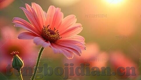 大象回家视频一二芒果-象行千里，情归故土，大象回家视频一二芒果的温情篇章